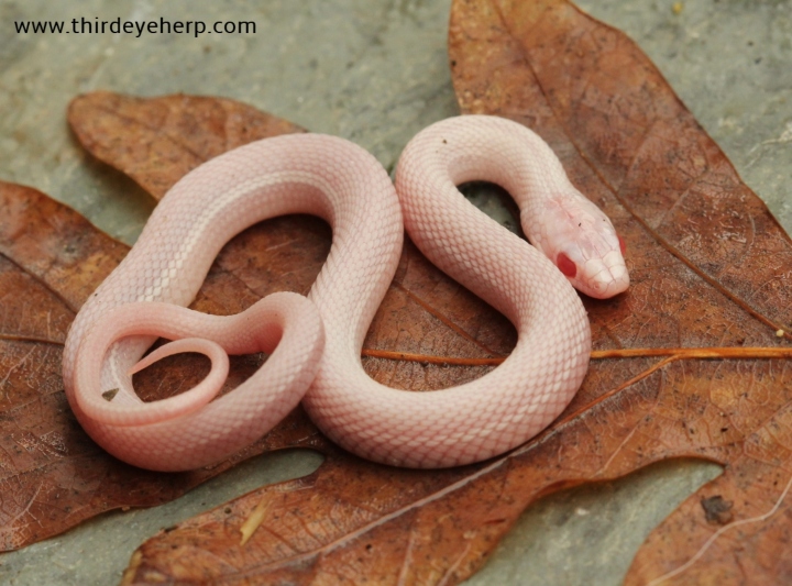 Albino Nebraska White Plains Garter Snake